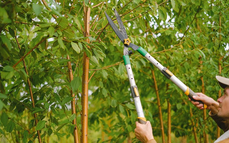 Tree trimming in Ottosen, IA